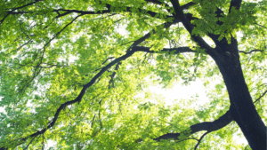 5-Day Silent, Directed Retreat