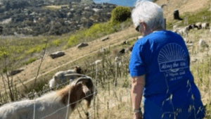 Along the Way: Pilgrim Walk