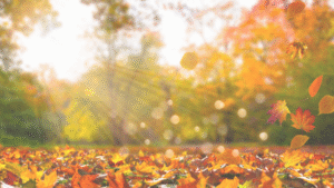 Autumn Trees Let Go